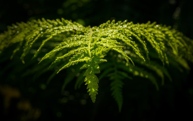 sharp leaf of fern