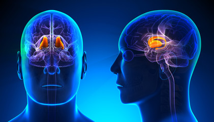 Male Thalamus Brain Anatomy - blue concept - obrazy, fototapety, plakaty