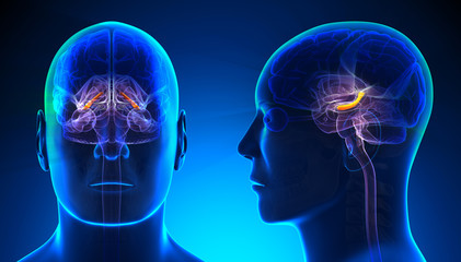 Male Hippocampus Brain Anatomy - blue concept - obrazy, fototapety, plakaty