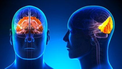 Male Occipital Lobe Brain Anatomy - blue concept - obrazy, fototapety, plakaty