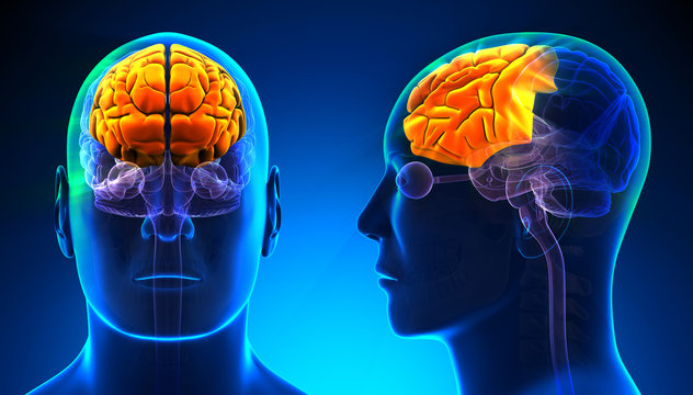 Male Frontal Lobe Brain Anatomy - blue concept