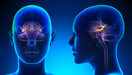 Female Hippocampus Brain Anatomy - blue concept - obrazy, fototapety, plakaty