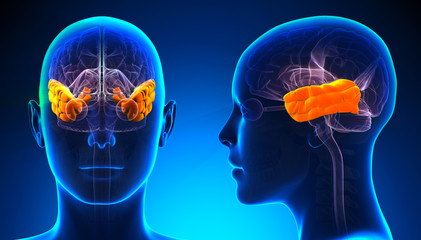 Female Temporal Lobe Brain Anatomy - blue concept - obrazy, fototapety, plakaty