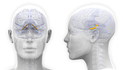 Female Hippocampus Brain Anatomy - isolated on white - obrazy, fototapety, plakaty
