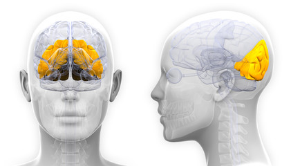 Female Occipital Lobe Brain Anatomy - isolated on white - obrazy, fototapety, plakaty