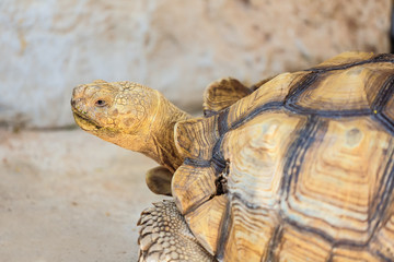 A giant turtle.