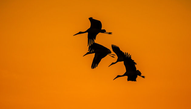 silhouettes of crane birds
