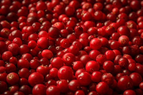 red bilberries shot as background with shallow dof
