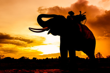 Silhouetted of elephant in dusk