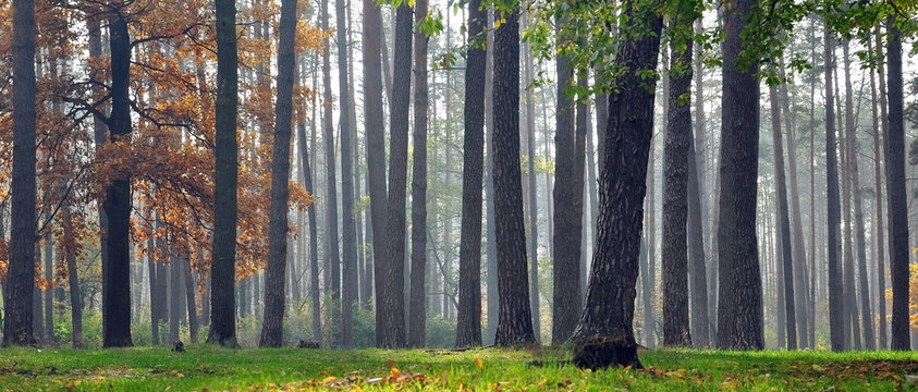 Fototapeta Forest trunks mist