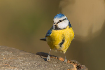 Blaumeise