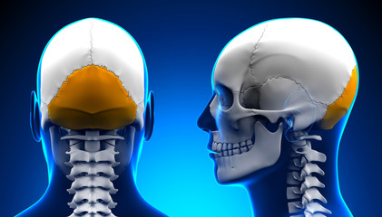 Male Occipital Bone Skull Anatomy - blue concept