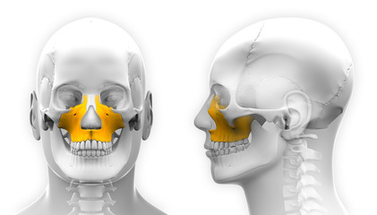 Male Maxilla Bone Skull Anatomy - isolated on white - obrazy, fototapety, plakaty