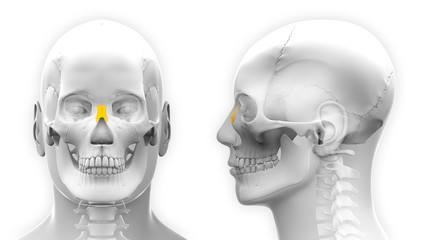 Male Nasal Bone Skull Anatomy - isolated on white