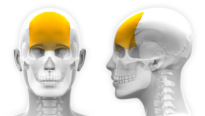 Female Frontal Bone Skull Anatomy - isolated on white