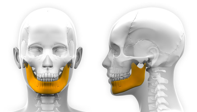 Female Mandible Bone Skull Anatomy - isolated on white