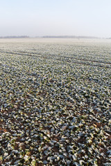 Canola field in early winter.