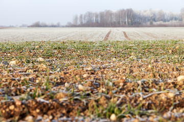 Early winter in wheat field.