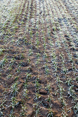 Early winter in wheat field.