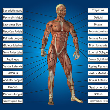 3D human male anatomy with muscles and text