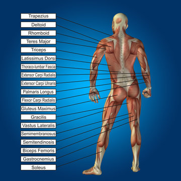 3D human male anatomy with muscles and text