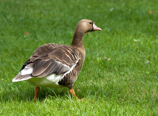 Greater White-fronted Goose 