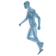 3D human male anatomy isolated