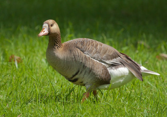 Greater White-fronted Goose 