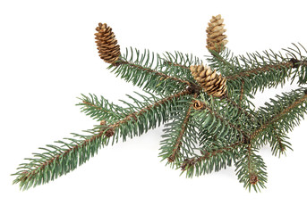 branch of fir-tree