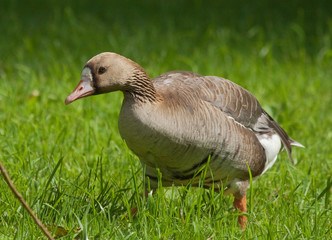 Greater White-fronted Goose 