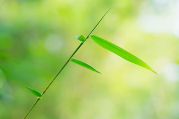 bamboo leaves