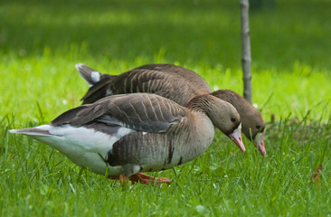 Two Greater White-fronted Geese