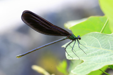 Japenese graceful damselfly (Calopteryx atrata) in Japan