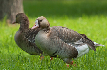 Naklejka na ściany i meble Two Greater White-fronted Geese