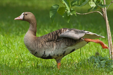 Greater White-fronted Goose pull-up leg 