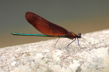 Japenese graceful damselfly (Calopteryx atrata) in Japan