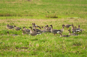 Bean gooses in the meadow