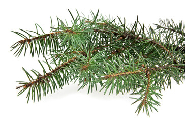 branch of fir-tree