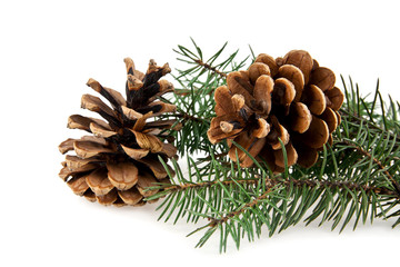 branch of fir-tree