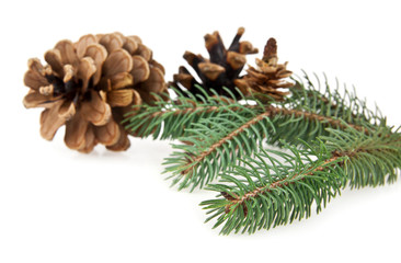 branch of fir-tree