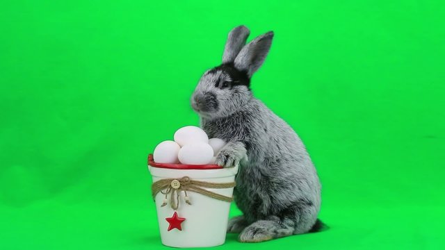 easter rabbit on the green screen