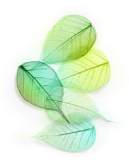 Macro green leaves