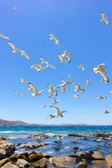 swarm of flying sea gulls
