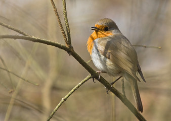 European robin on tree 