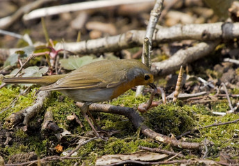 European robin eating a worm