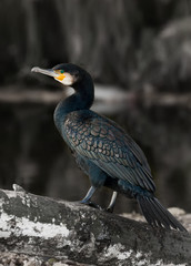 Kormoran