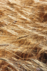 closeup of a yellow wheat