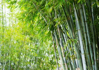 Washable wall murals Bamboo bamboo forest