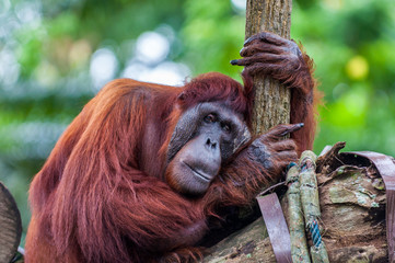 Borean Orangutan