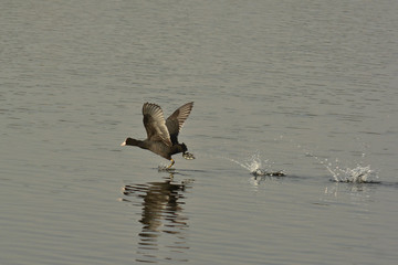 folaga (Fulica atra) in corsa sull'acqua